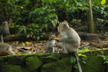 Parktaki şirin maymun.
