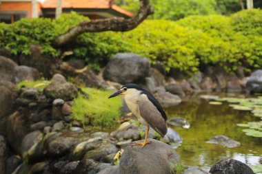 Bir kayaya çeşmenin küçük kuş