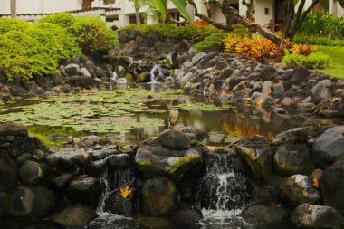 Bir kayaya çeşmenin küçük kuş