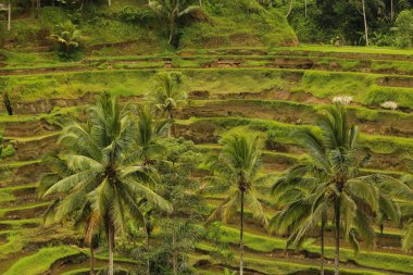 Bir pirinç plantasyon görünümünü