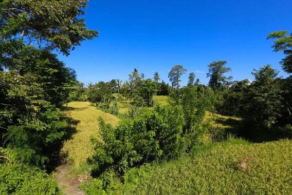 Güzel bir tropik bahçe manzarası