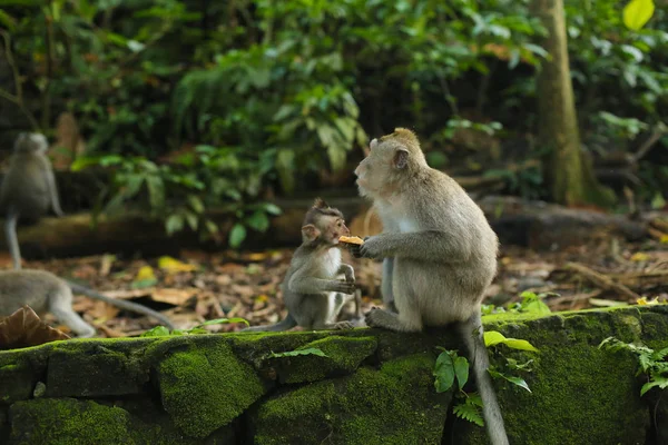 Parktaki şirin maymun.