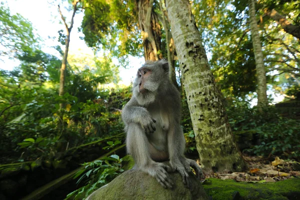 Cute małpa w parku — Zdjęcie stockowe