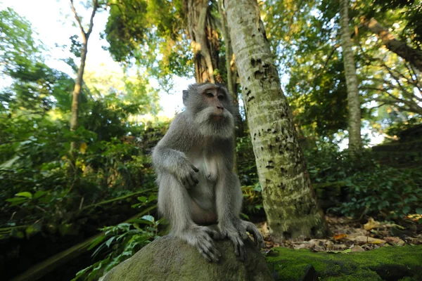Schattig aapje in het park — Stockfoto