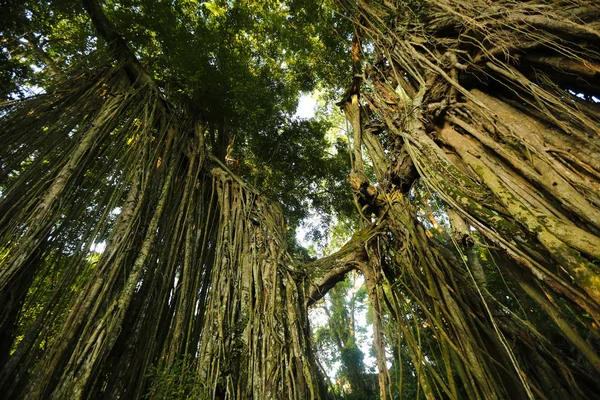 Árvore da selva em uma floresta tropical — Fotografia de Stock