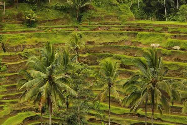 Bir pirinç plantasyon görünümünü