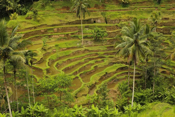 Bir pirinç plantasyon görünümünü