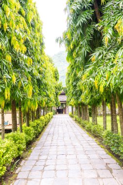 Yeşil doku veya arka plan doğa