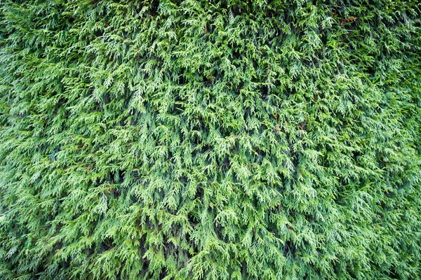 Textura verde ou fundo da natureza — Fotografia de Stock