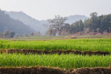 Yeşil buğday alan ve Nepal orman
