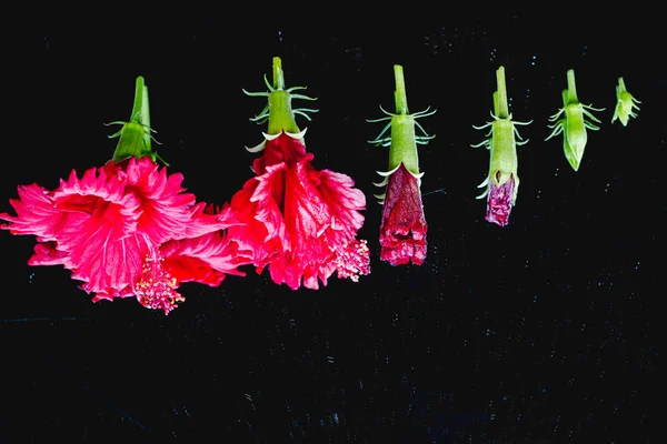 Flores en varias etapas desde los nuevos brotes hasta la plena floración, en — Foto de Stock