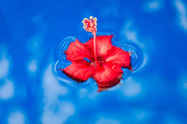 Rote Blume schwimmt auf dem blauen Wasser, Hintergrund — Stockfoto