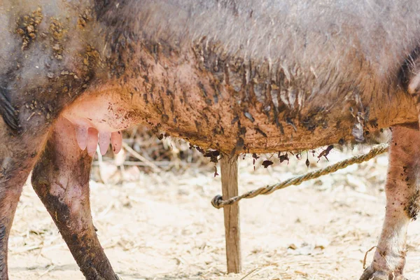 Vulture feeding — Stock Photo © Juan_G_Aunion #43580843