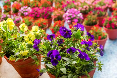 Bahçedeki vazoda çeşitli renkli çiçekler güzel çiçek arkaplanı, renkli bahçe stili.