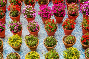 Bahçedeki vazoda çeşitli renkli çiçekler güzel çiçek arkaplanı, renkli bahçe stili.