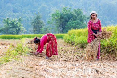 Gorkha, Nepal - 24 Ekim 2015: Nepal köyünde pirinç tarlasında çalışan Nepalli kadınlar.