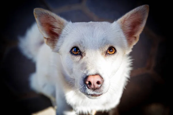 Kameraya bakan sevimli beyaz köpek, Sokak Köpeği, Hayvanlar Göz Kontağı, Evcil Köpekler