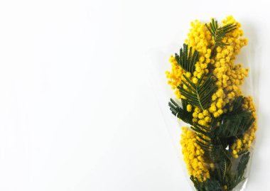 Beyaz arka planda, Bahar sembolü sarı Mimoza buket 