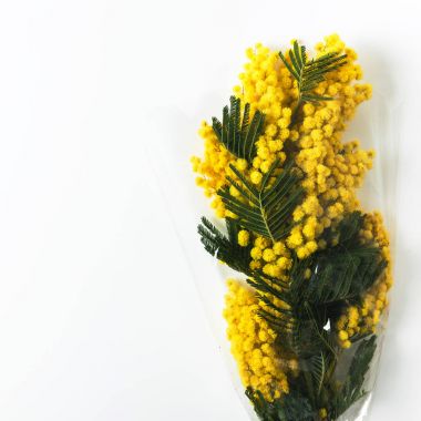 Beyaz arka planda, Bahar sembolü sarı Mimoza buket 