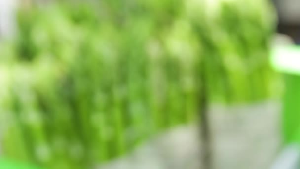 신선한 녹색 아스파라거스의 큼. — 비디오