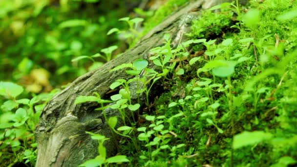 Semut merangkak. Rumput hijau di hutan liar, tembakan makro . — Stok Video