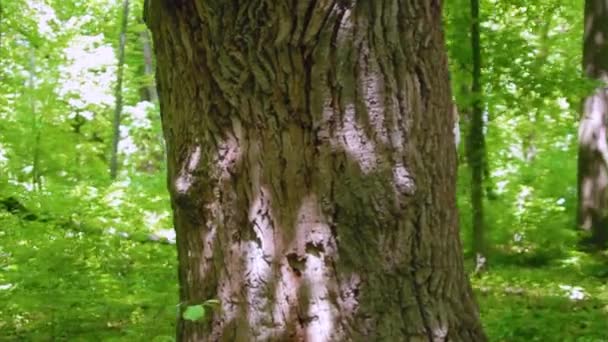 Mädchen umarmt den großen Baum im Wald, Liebe zur Natur. Steadicam-Aufnahme, Kamera fliegt um den Baum. — Stockvideo