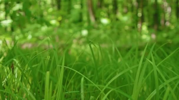 Césped verde balanceándose en el viento en el bosque . — Vídeo de stock