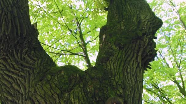 Fille étreint le grand arbre dans la forêt, l'amour pour la nature. Caméra mobile . — Video