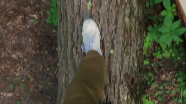 Viajantes pernas andando sobre o tronco de madeira na floresta. Ponto de vista . — Vídeo de Stock