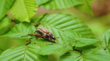 Maybug, chafer böceği yaprak ormanın içinde oturuyor. Böcek makro, closeup vurdu.