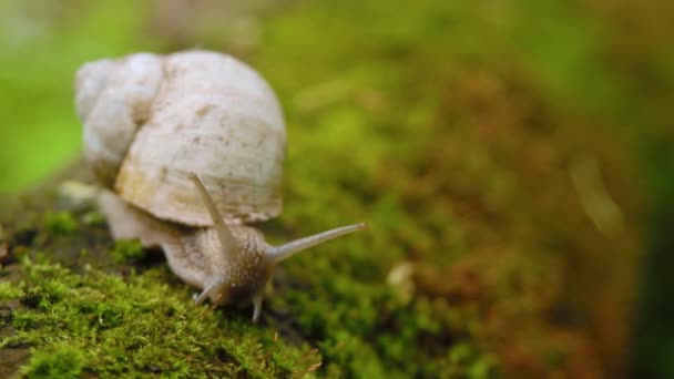 Snail crawling over moss in the forest.