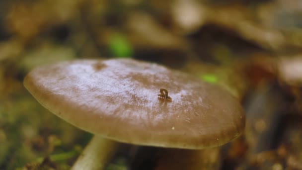 Lagarta rastejando em cogumelo na floresta. Verme de polegada macro . — Vídeo de Stock