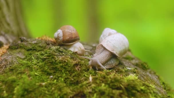 Dos caracoles arrastrándose sobre el musgo en el bosque . — Vídeo de stock