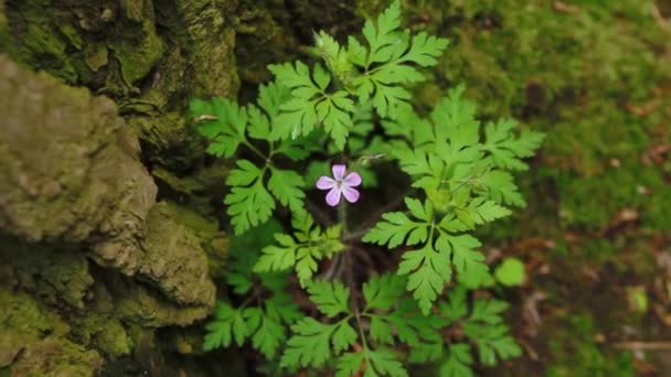 Satu bunga ungu kecil di hutan liar. Herb Robert flower, Geranium robertianum blooms . — Stok Video