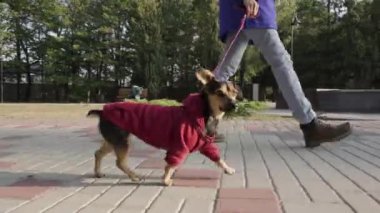 Parkta köpeği olan bir kadın. Sonbahar parkında koşan şirin köpek yavrusu teriyeri..