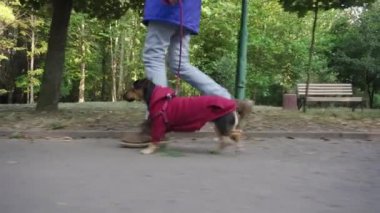 Parkta köpeği olan bir kadın. Sonbahar parkında koşan şirin köpek yavrusu teriyeri..