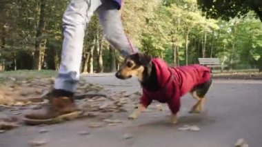 Parkta köpeği olan bir kadın. Sonbahar parkında koşan şirin köpek yavrusu teriyeri..
