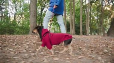 Parkta köpekle yürüyen ağır çekimli kadın. Sonbahar ormanlarında koşan şirin köpek yavrusu teriyeri..