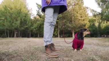 Parkta bir kadının yanında oturan köpek. Sahibinin yanında oturan şirin köpek yavrusu teriyeri..