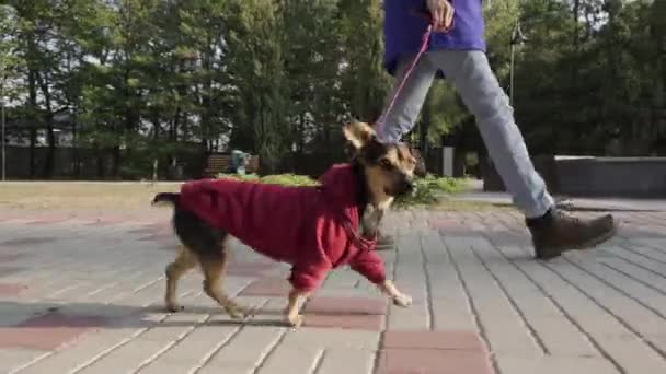 공원에서 개 랑 산책하는 여자. 가을 공원을 뛰어가는 귀여운 강아지 테리어. — 비디오