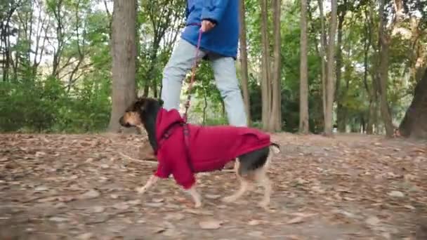 Lassú mozgású nő sétál egy kutyával a parkban. Aranyos kiskutya terrier fut keresztül az őszi erdőben. — Stock videók