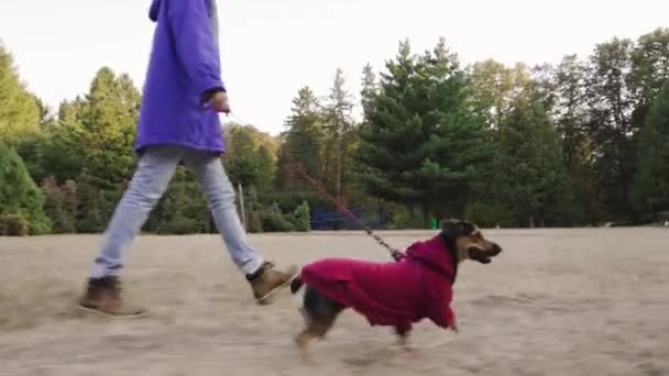 Kobieta spacerująca z psem w parku. Cute little terrier szczeniak działa przez jesienny park. — Wideo stockowe