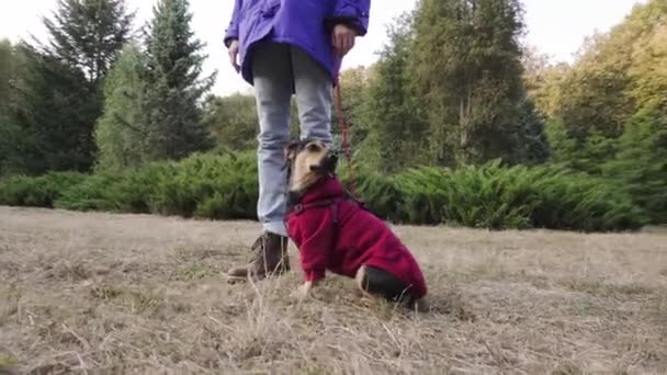 Pes sedí poblíž ženy v parku. Roztomilý malý štěně teriér sedí v blízkosti svého majitele. — Stock video