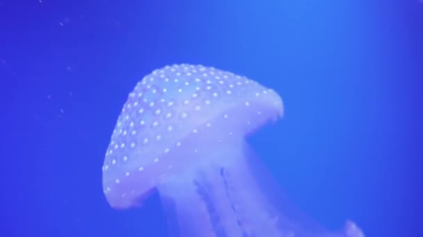 Пятнистая медуза Мастиджиас Папуа плавает под водой. Медуза с длинными щупальцами плавает. Морская жизнь обои фоне . — стоковое видео