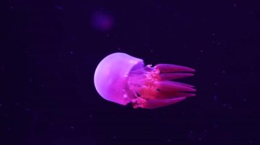 Suyun altında yüzen güzel Alev Denizanası. Akvaryumda yüzen pembe denizanası. Rhopilema Esculentum denizanası.