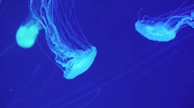 Tehlikeli denizanası Chrysaora Pacifica suyun altında yüzüyor. Japon deniz ısırganları yüzüyor. Deniz yaşamı geçmişi.