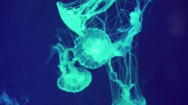 Suyun altında yüzen bir grup tehlikeli denizanası. Japon deniz ısırganları yüzüyor. Chrysaora Pacifica denizanası.
