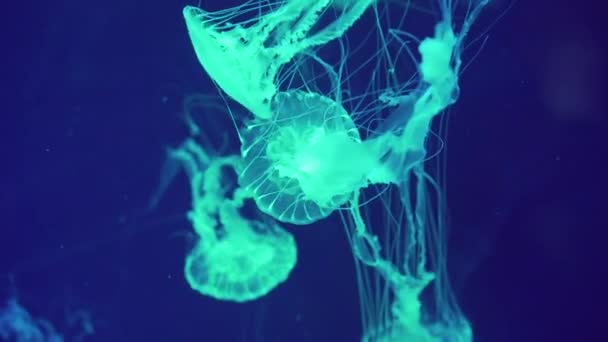 Egy csapat veszélyes medúza lebeg a víz alatt. Japán tengeri csalán úszás. Chrysaora Pacifica medúza. — Stock videók