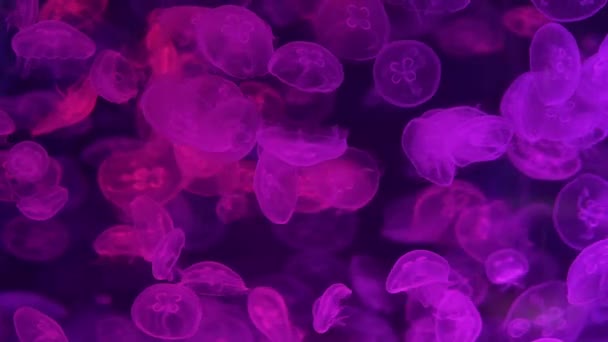 Banyak ubur-ubur eksotis yang mengambang di bawah air. Bulan Jellyfish, Aurelia Aurita atau Saucer Jelly berenang di akuarium. Gambar dinding latar belakang . — Stok Video