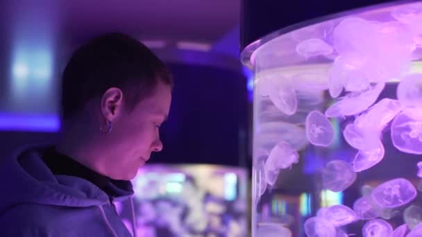 Woman watching at exotic jellyfish in an aquarium. Moon Jellyfish, Aurelia Aurita or Saucer Jelly. — 비디오